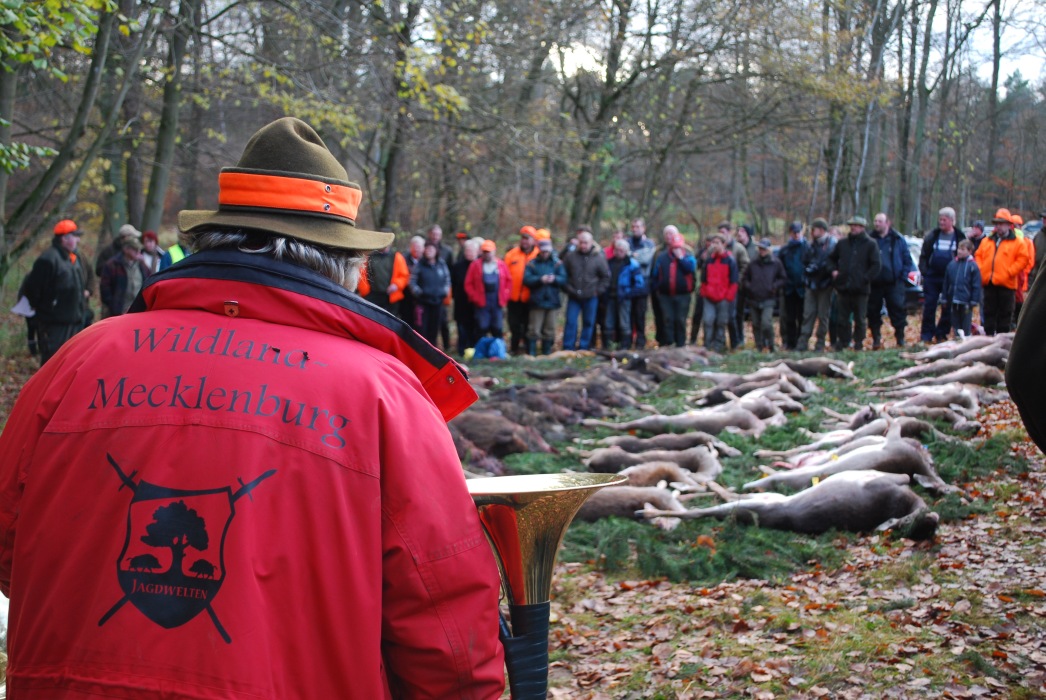 2-Tage-Drückjagd in Mecklenburg Vorpommern 