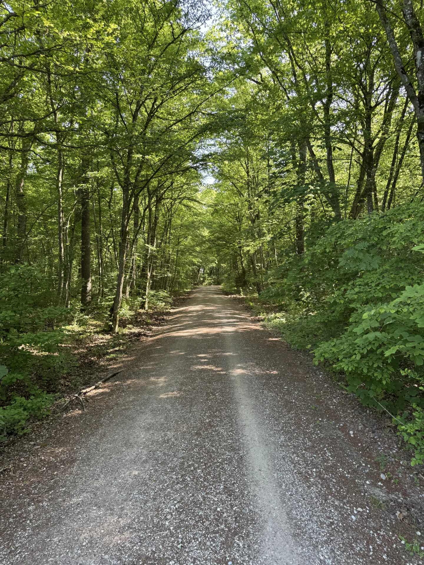 Pacht im Hochwildrevier bei Kempten