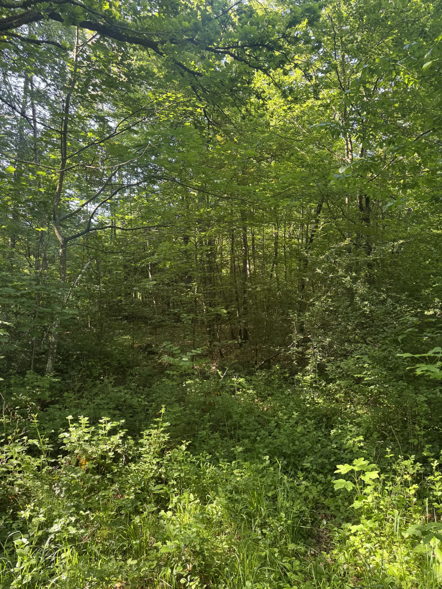 Pacht im Niederwildrevier bei Ingolstadt
