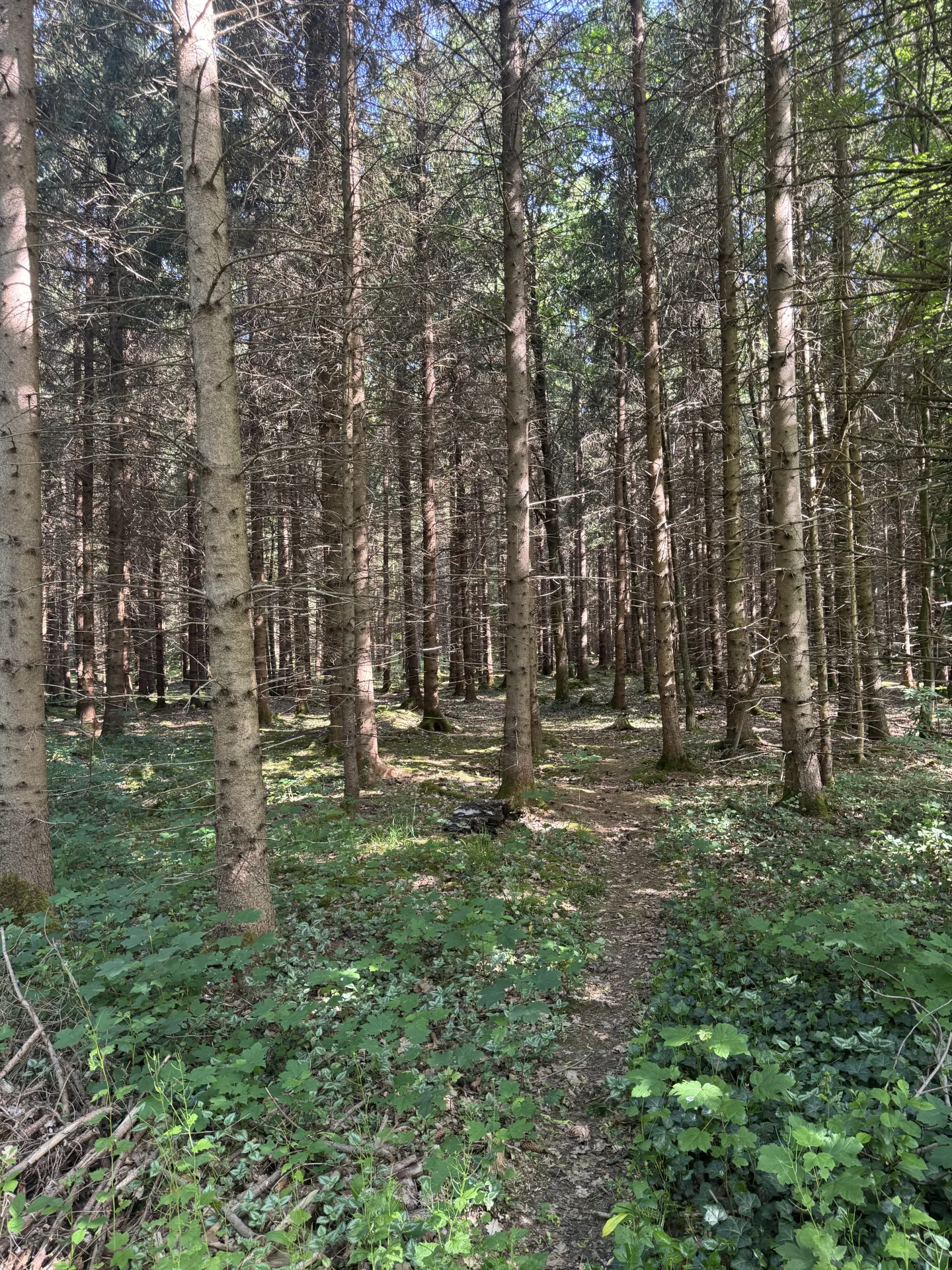 Pacht im Niederwildrevier bei Augsburg - Bild 2