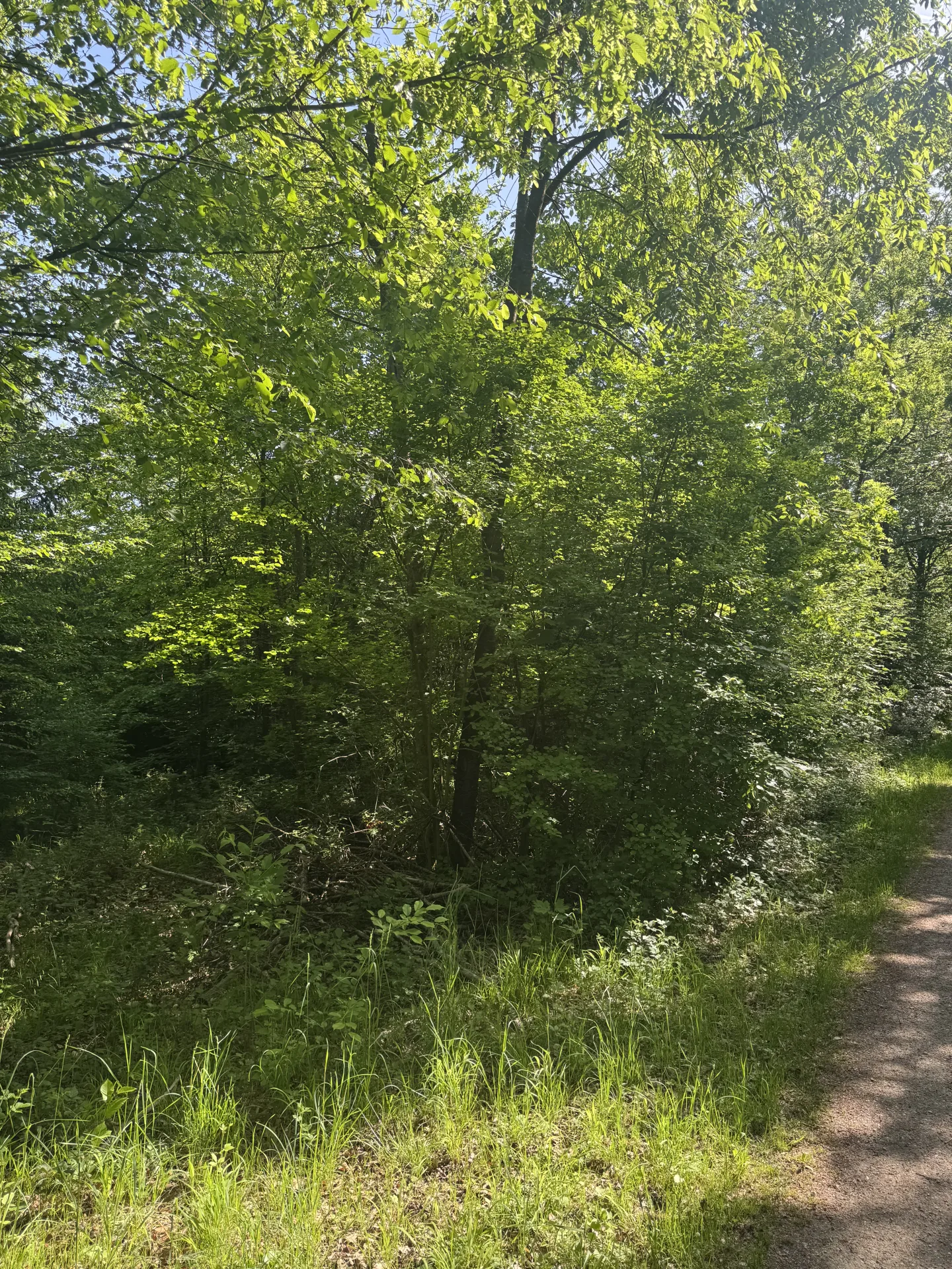 Begehungsschein im Niederwildrevier bei Augsburg