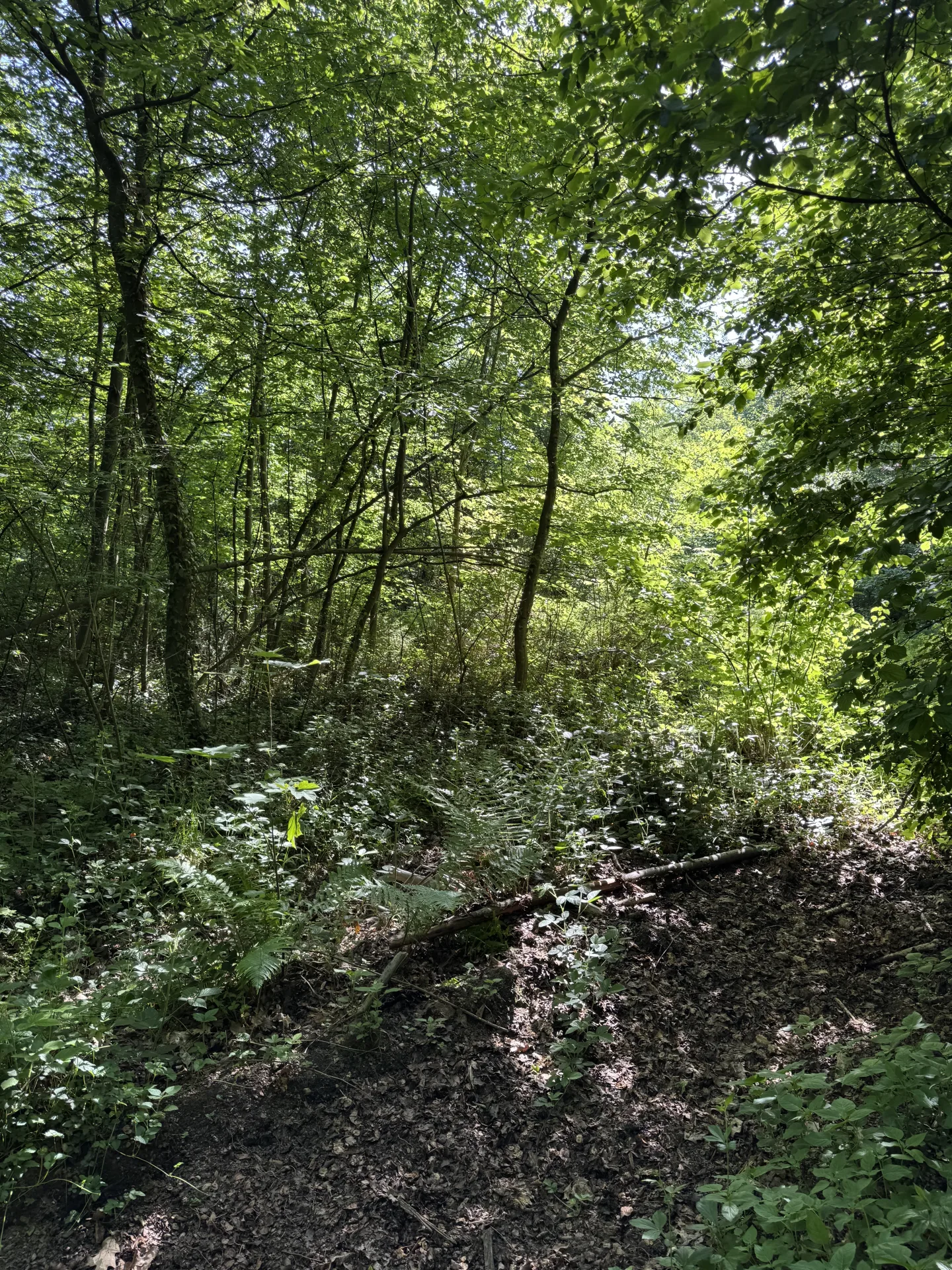 Einzelabschuss Rehbock bei Königslachen