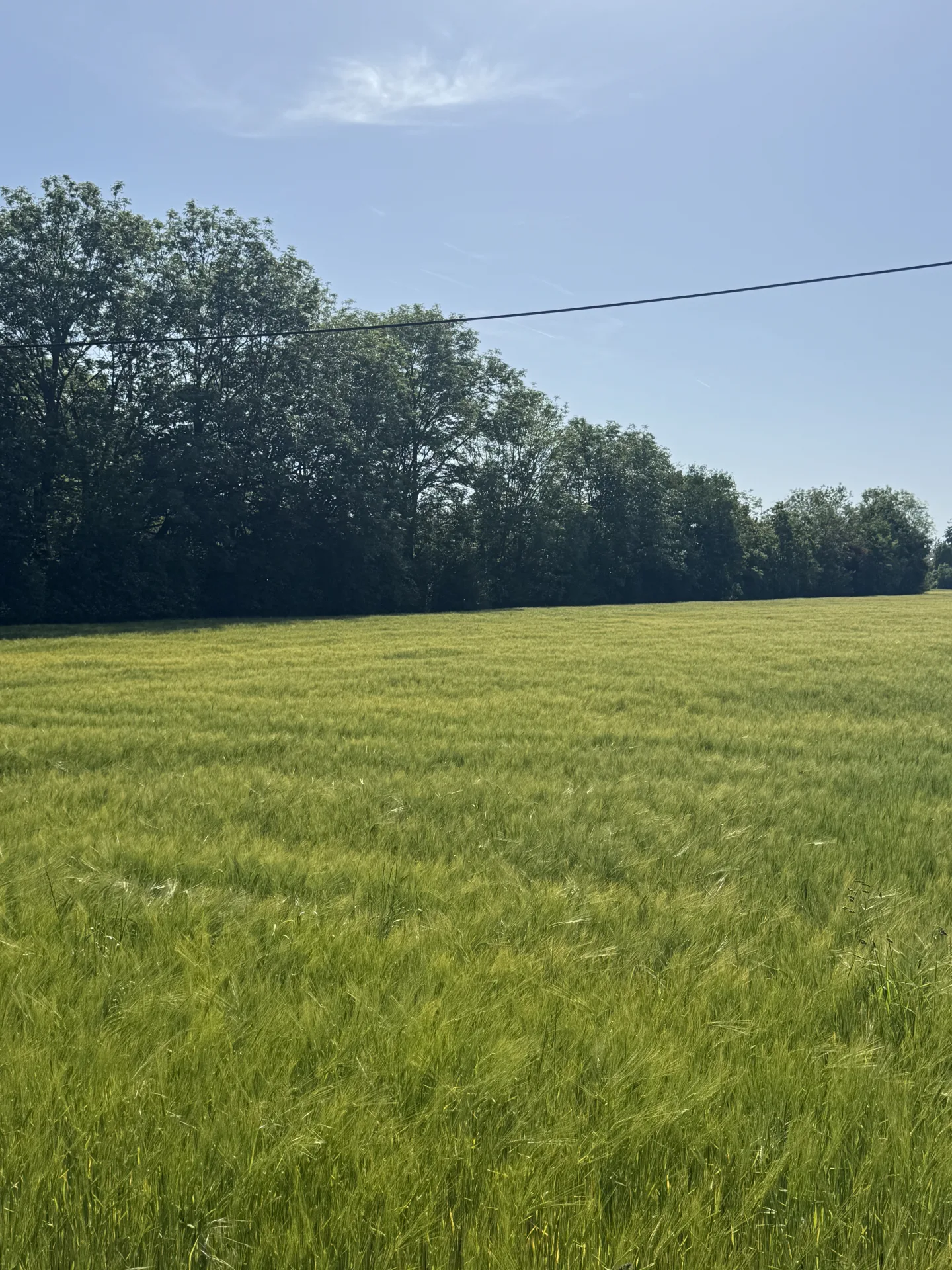 Begehungsschein im Hochwildrevier bei Regensburg - Bild 2