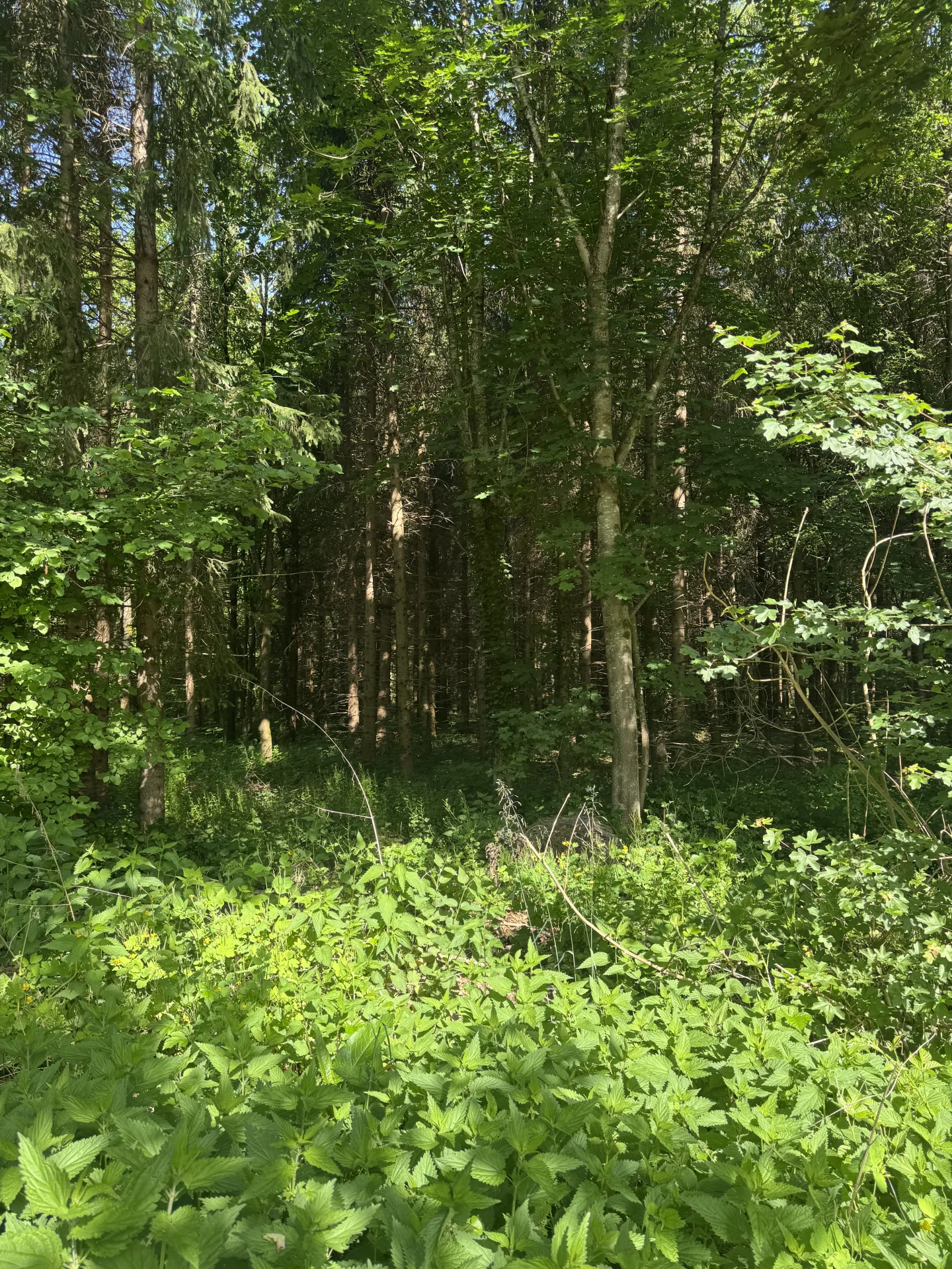 Pacht im Hochwildrevier bei Sonthofen - Bild 2