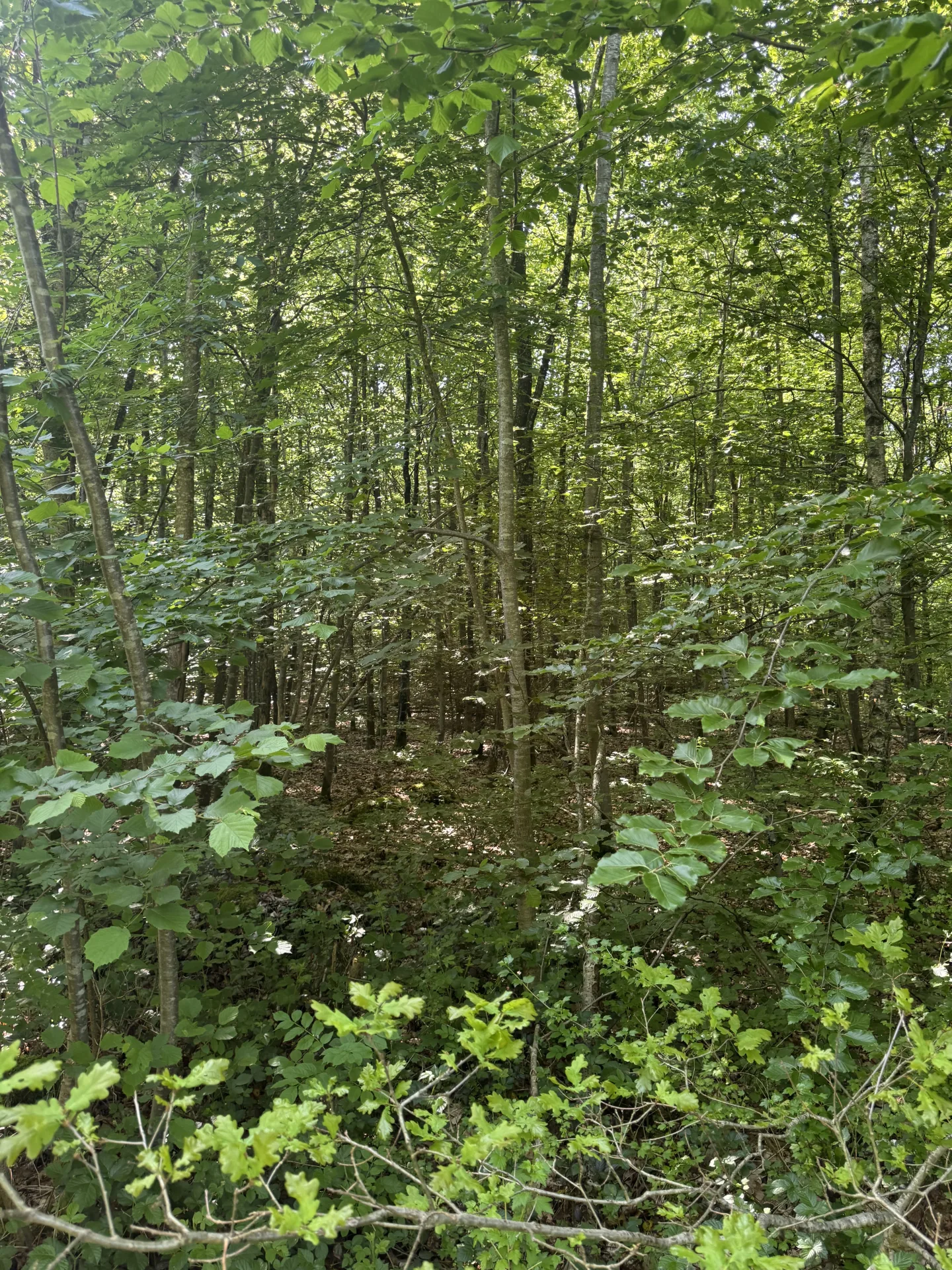 Pacht im Hochwildrevier bei Sonthofen - Bild 3