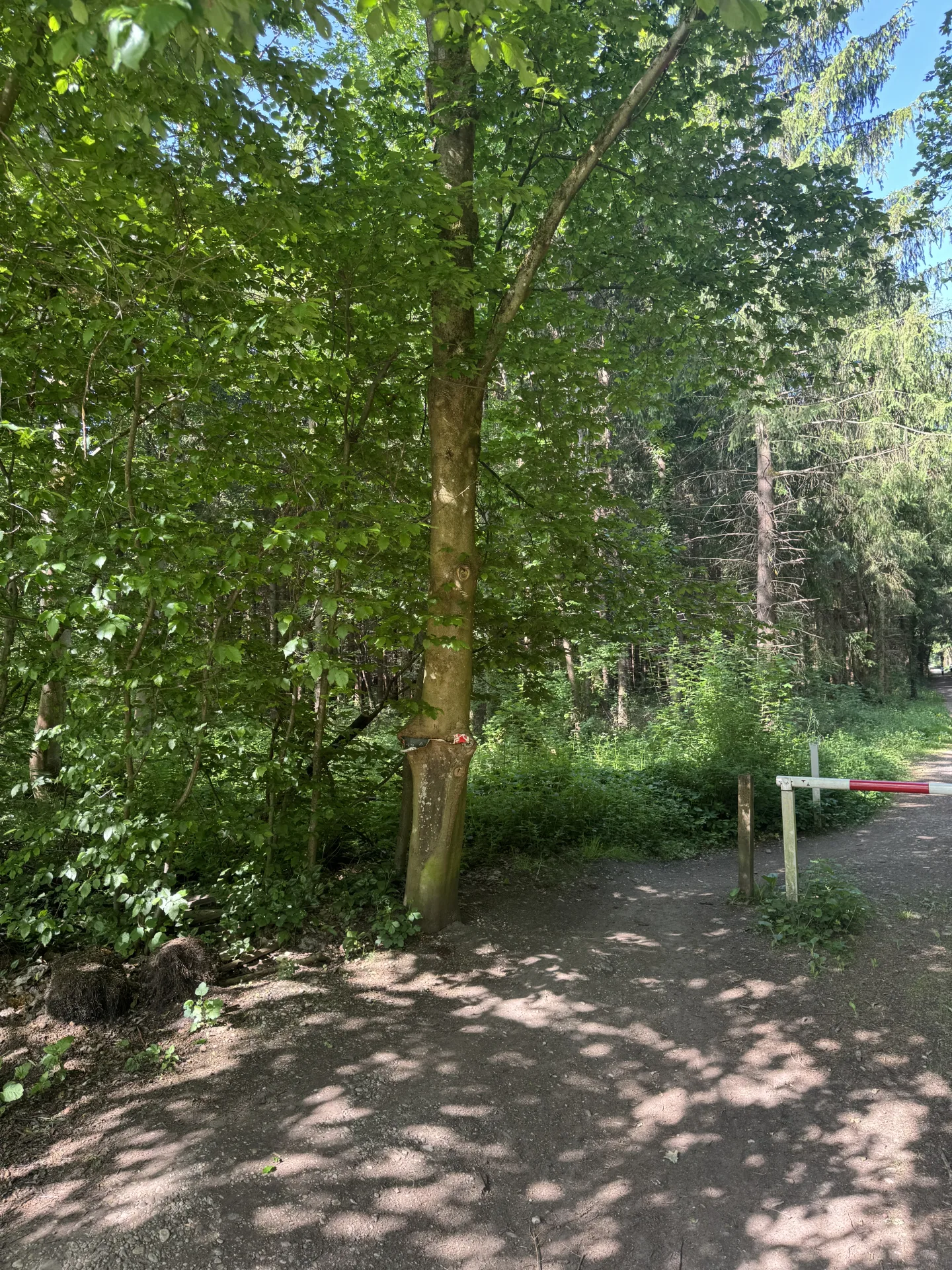 Begehungsschein im Niederwildrevier bei Passau - Bild 3
