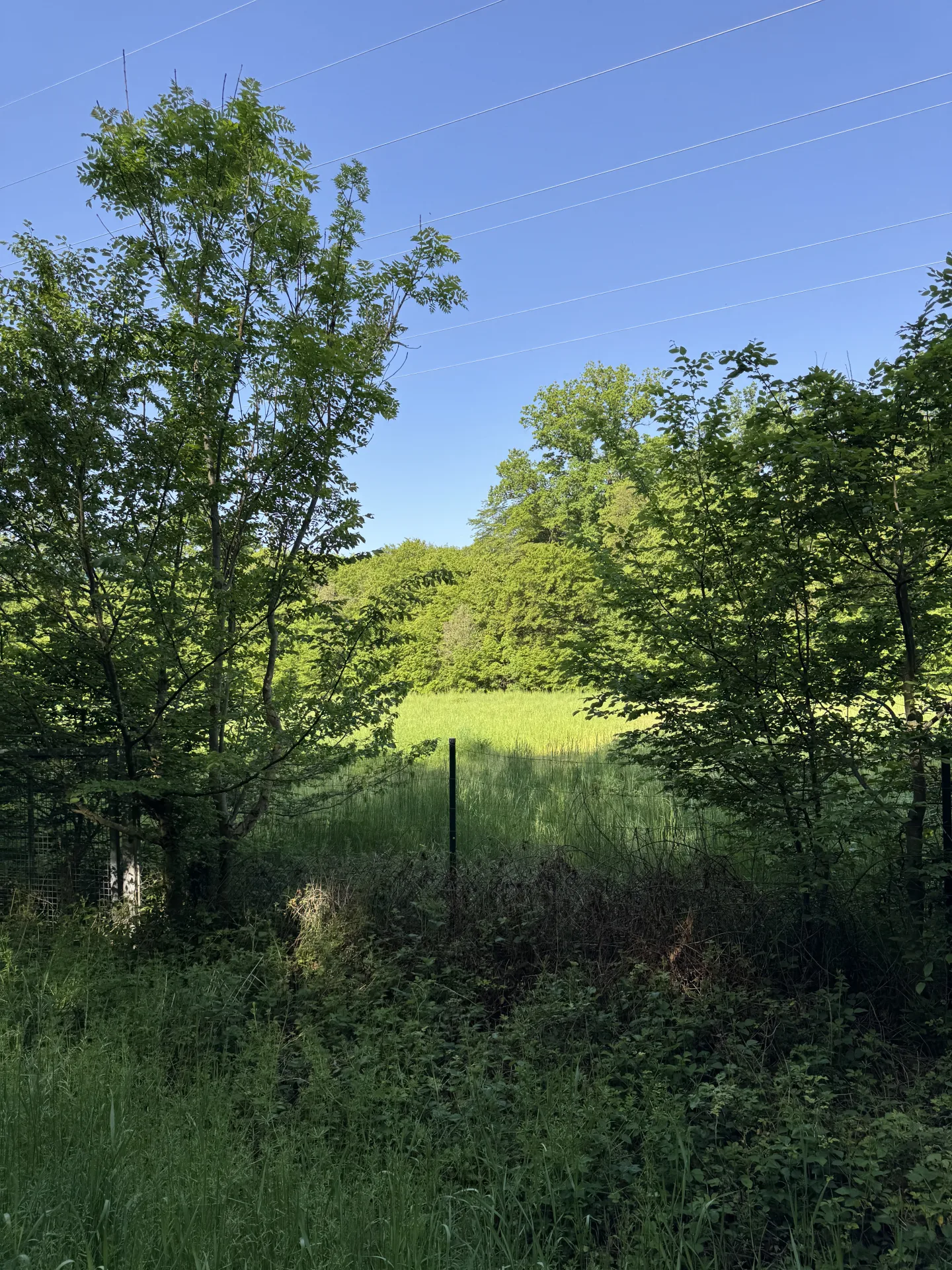 Einzelabschuss Federwild bei Dunsdorf - Bild 2