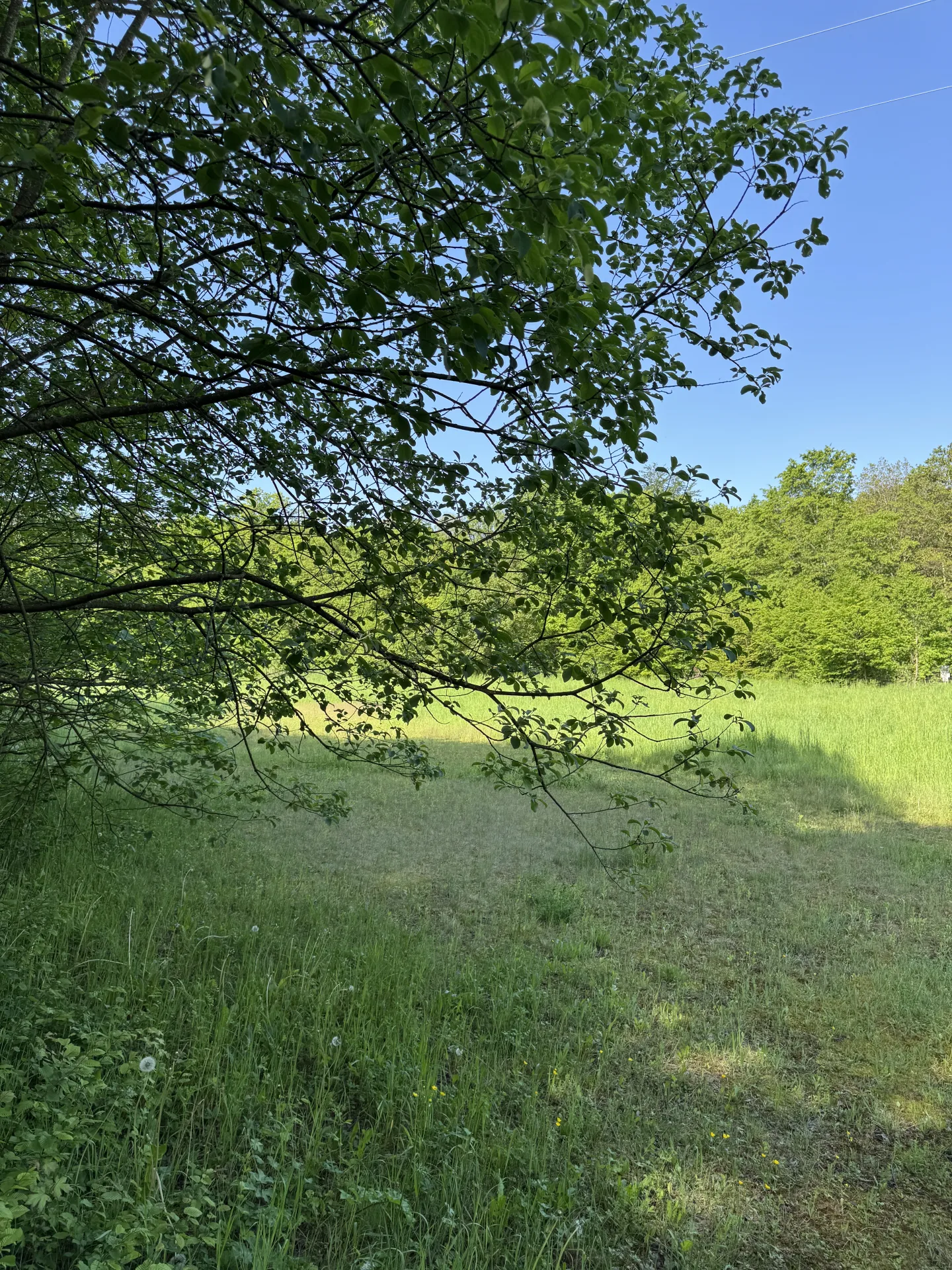 Pacht im Niederwildrevier bei Miesbach - Bild 2