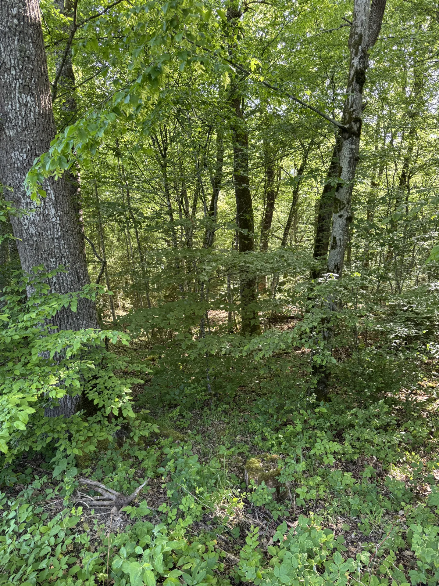 Begehungsschein im Hochwildrevier bei Kreuth