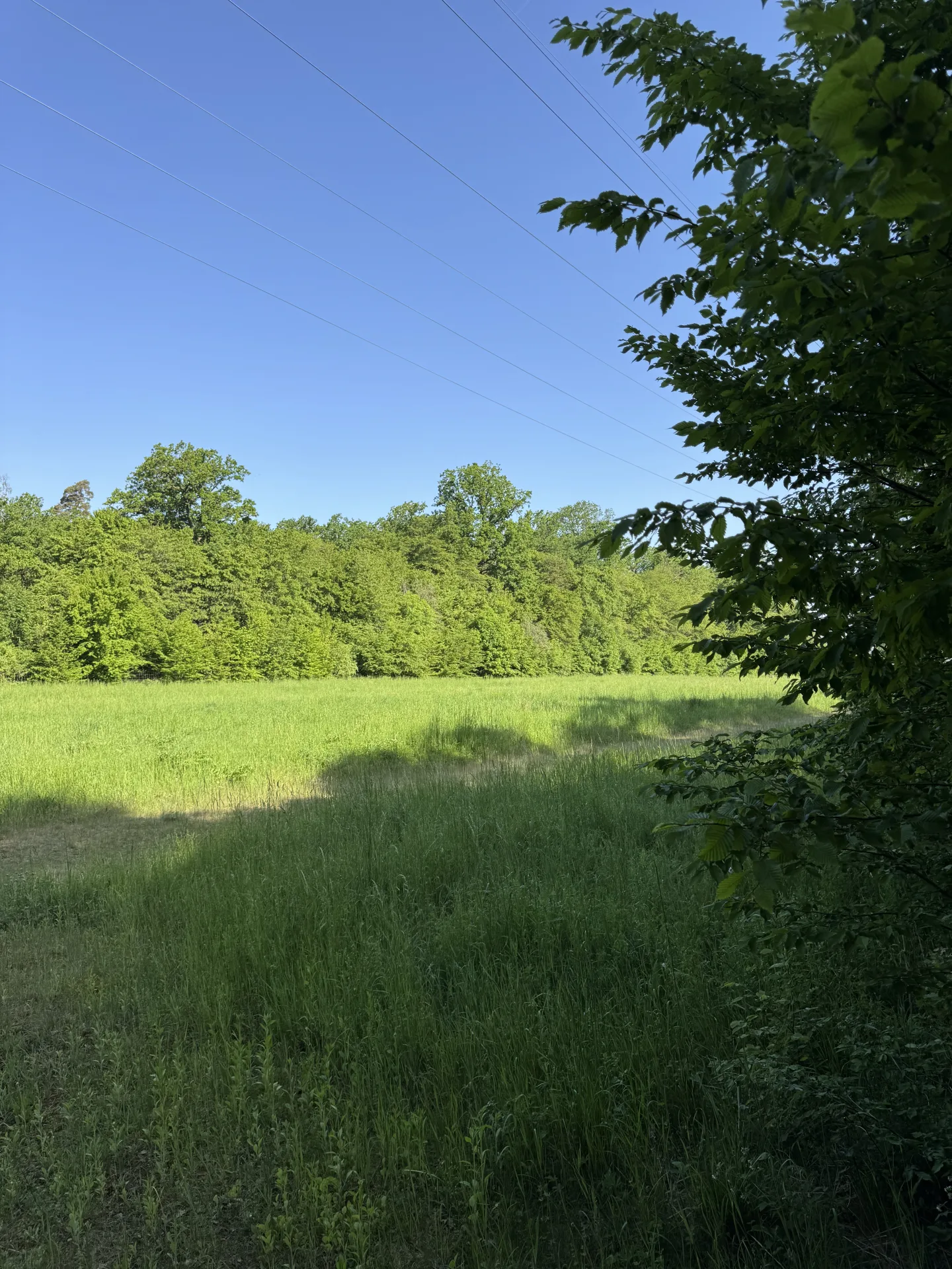 Einzelabschuss Schwarzwild bei Dingolfing