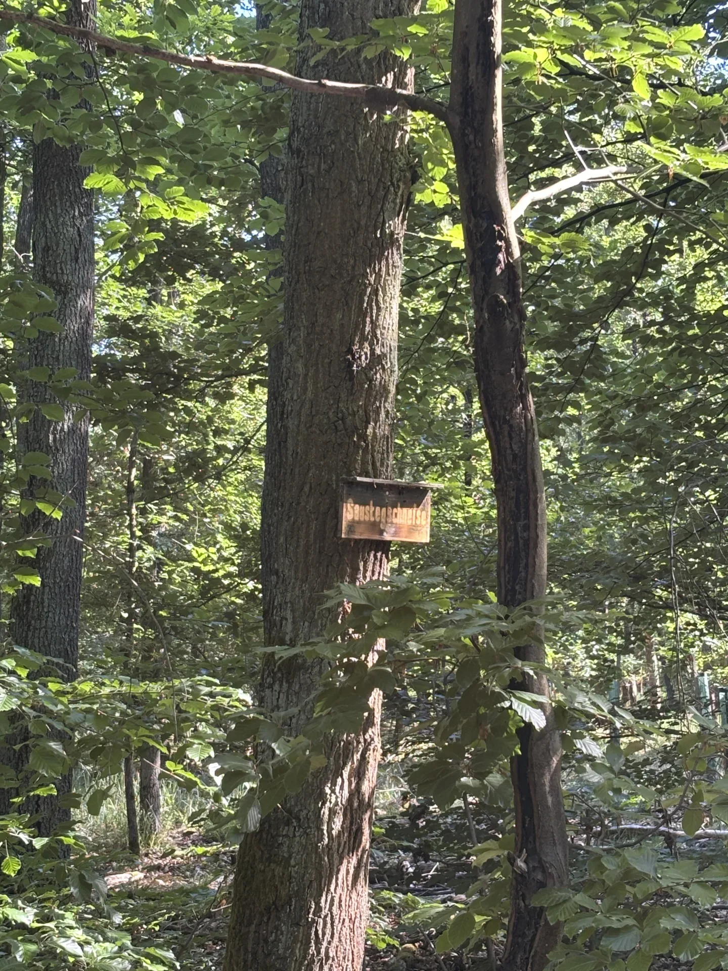 Jagdpacht bei Daun (Rheinland-Pfalz), 320 ha - Bild 2