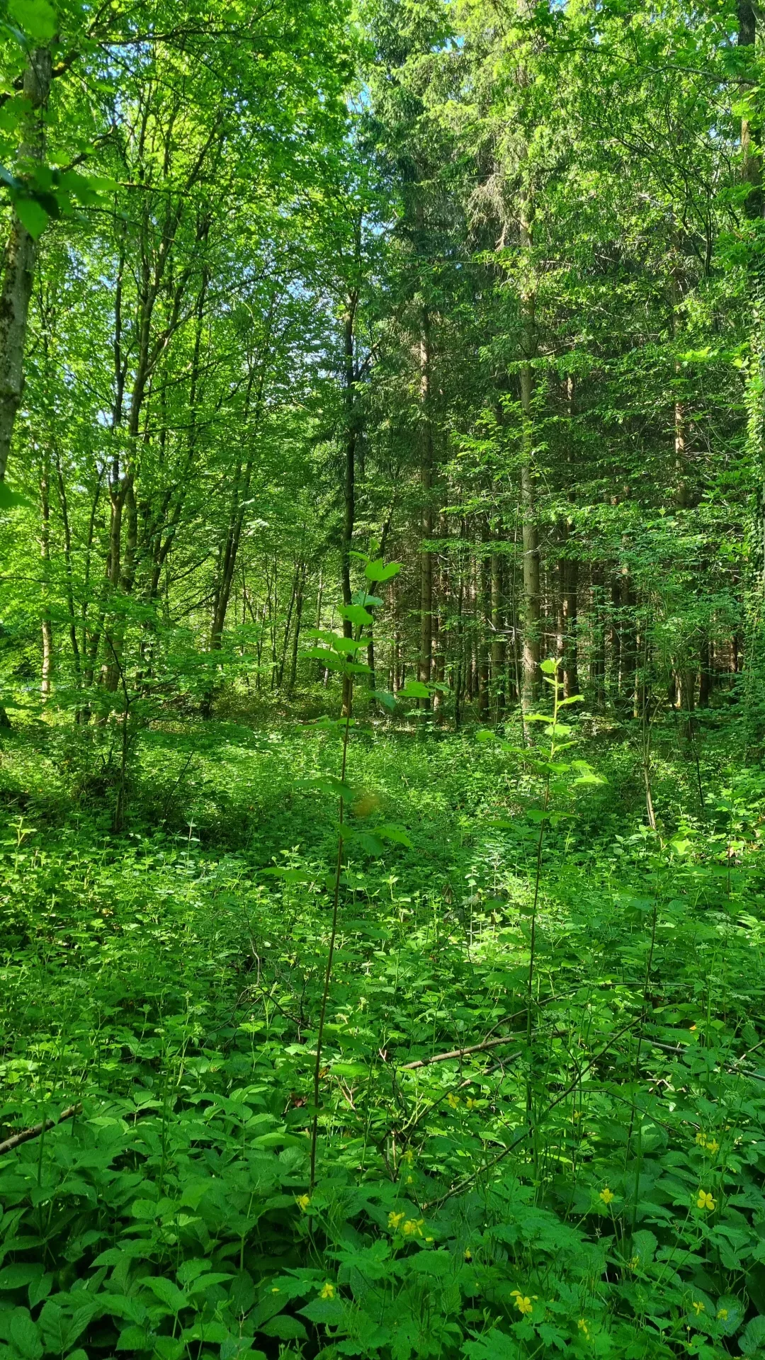 Pacht im Niederwildrevier bei Nürnberg