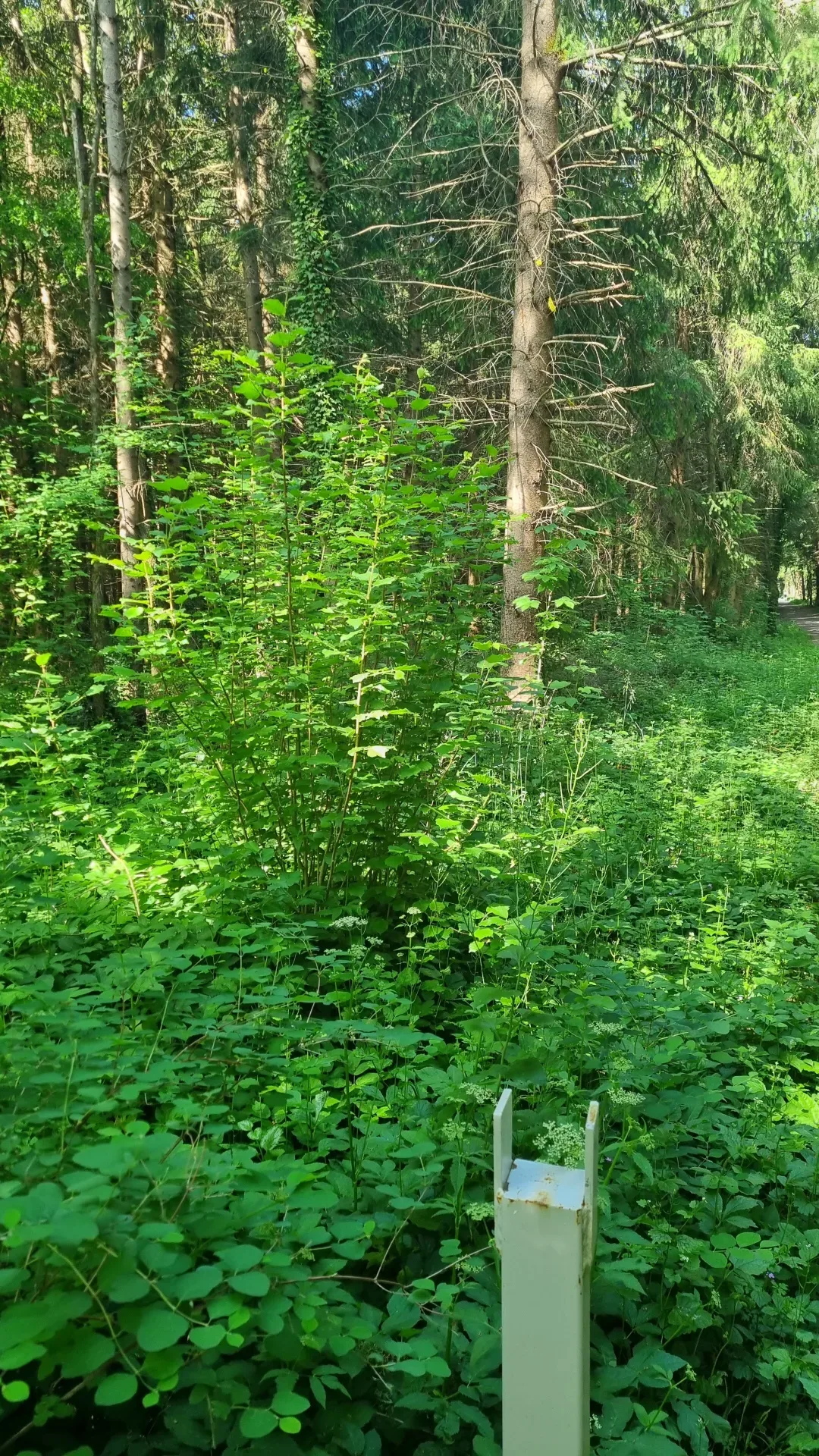 Begehungsschein im Niederwildrevier bei Würzburg