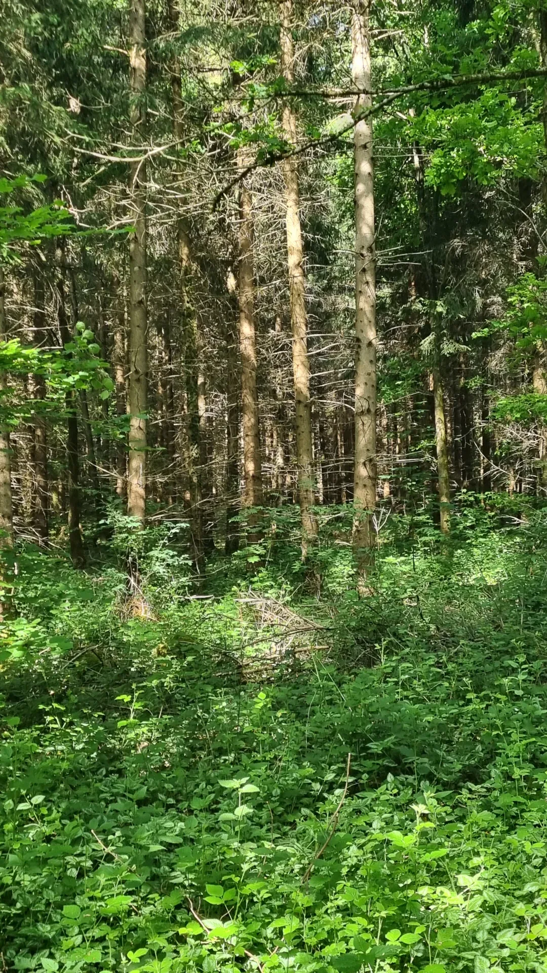 Einzelabschuss Fuchs bei München - Bild 2