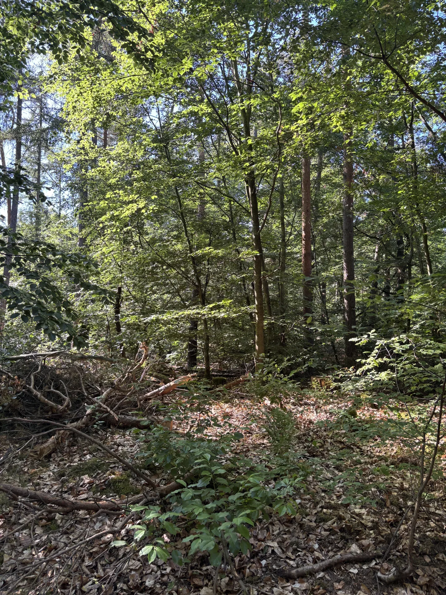 Begehungsschein im Hochwildrevier bei Allgäu