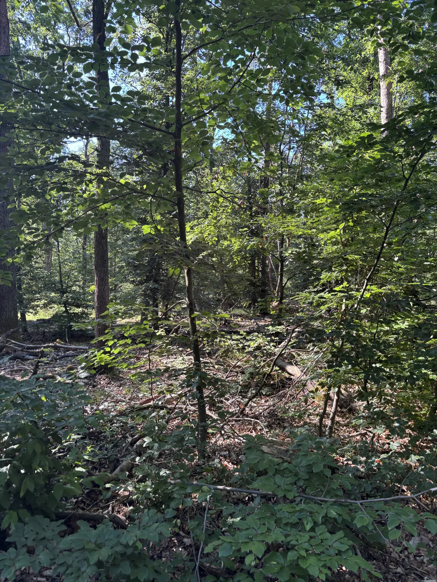 Einzelabschuss Fuchs bei Kelheim - Bild 2