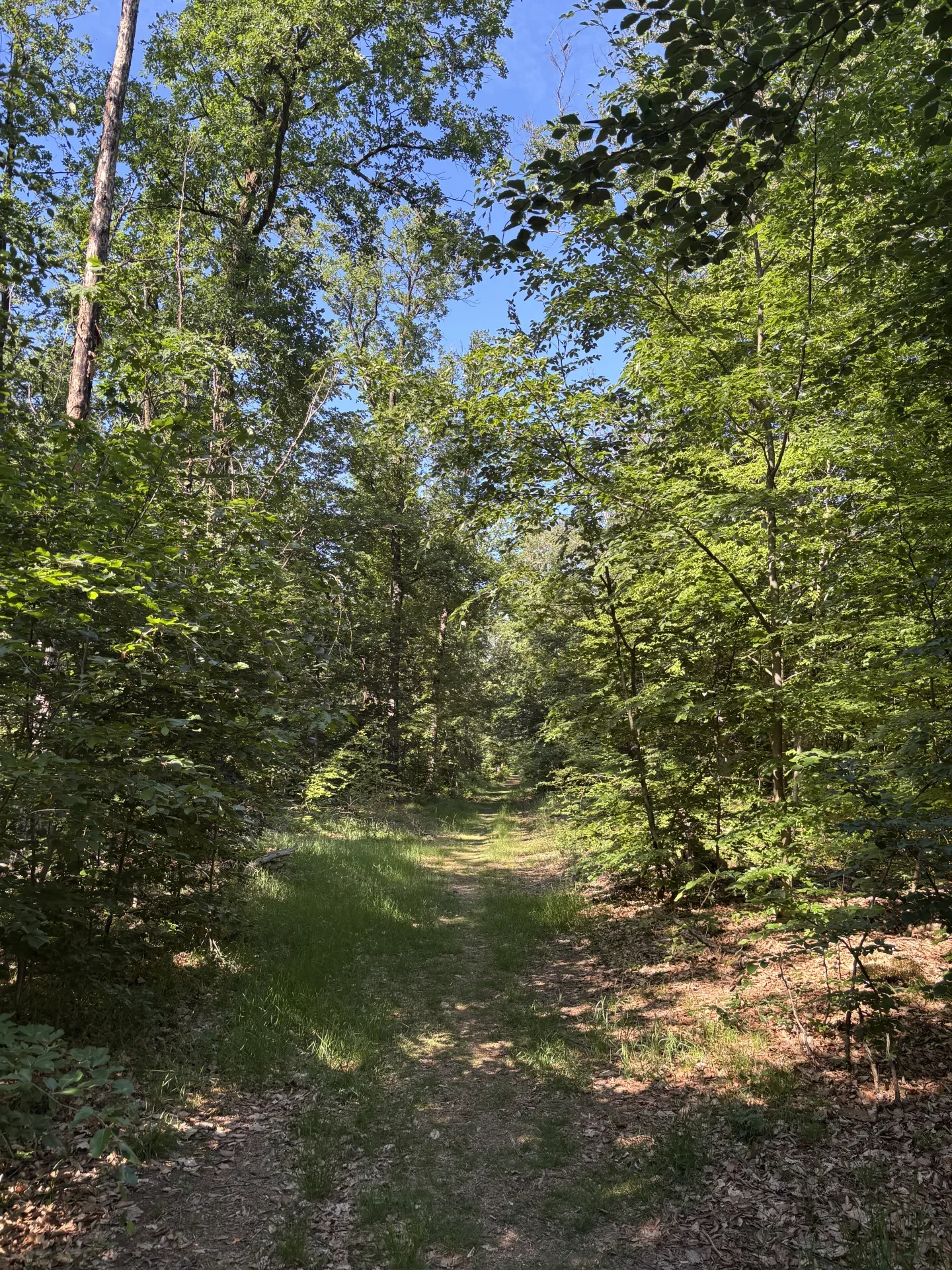 Pacht im Niederwildrevier bei Beilngries - Bild 2
